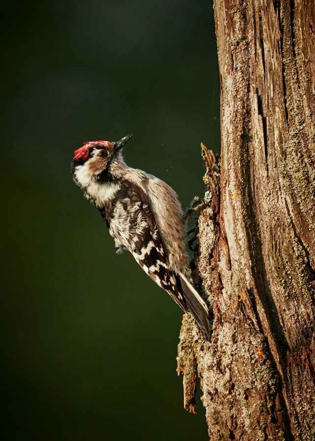 selective focus photo of downy woodpecker on tree trunk